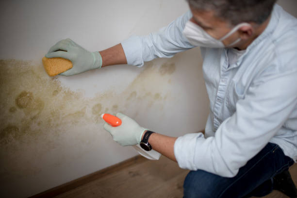 Best Bathroom Mold Remediation in Shelbyville, KY