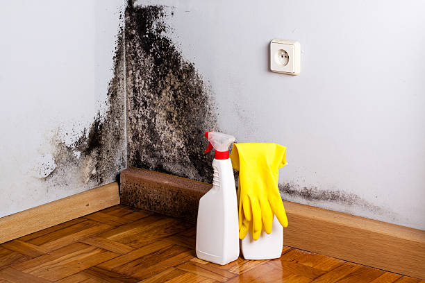 Best Attic Mold Remediation in Shelbyville, KY